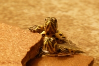 p1170127